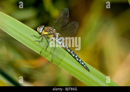 Hawker migrants libellule au repos à reed Banque D'Images