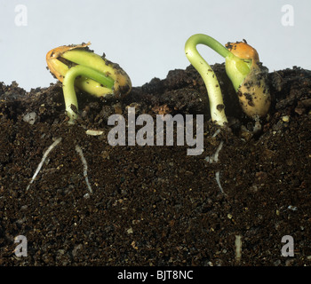 Graines de haricot (Phaseolus vulgaris) germant dans verre réservoir recto verso Banque D'Images