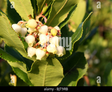 Fleurs sauvages Arbre aux fraises (Arbutus unedo), la montagne méditerranéenne, Zante, Grèce, 2009 Banque D'Images