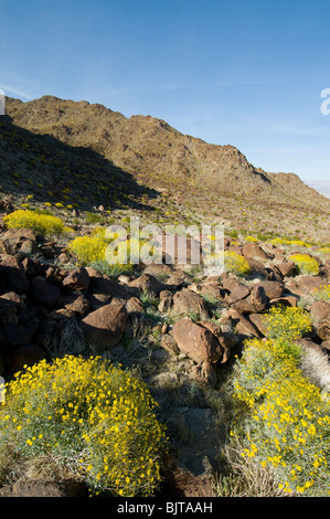 Brittlebush Encilia farinosa floraison dans les montagnes autour de la vallée de Coachella Californie Palm Springs Banque D'Images