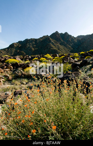 Brittlebush Encilia farinosa floraison dans les montagnes autour de la vallée de Coachella Californie Palm Springs Banque D'Images