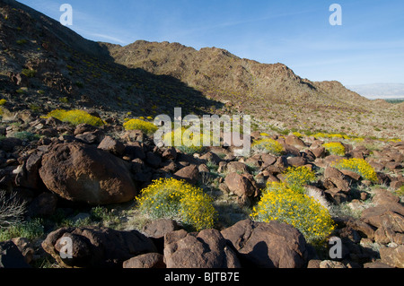 Brittlebush Encilia farinosa floraison dans les montagnes autour de la vallée de Coachella Californie Palm Springs Banque D'Images