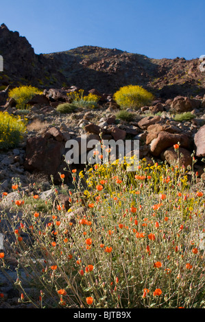 Brittlebush Encilia farinosa floraison dans les montagnes autour de la vallée de Coachella Californie Palm Springs Banque D'Images