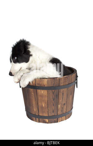 Mignon chiot border collie isolated on white Banque D'Images