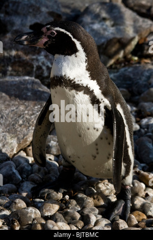 Magellanic Penguin, zoo de Beauval. Banque D'Images