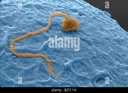 De l'oeuf à l'embryon : Vue microscopique d'au moment où un seul spermatozoïde pénètre dans un ovule mature et la fécondation a lieu. Banque D'Images