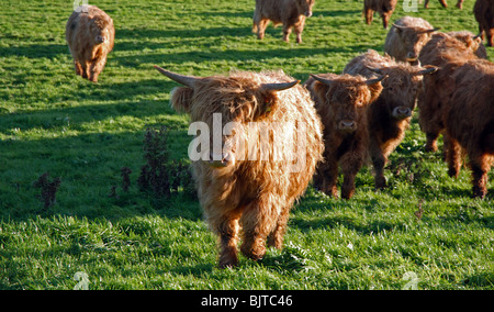 Close up course de bœufs Highland cattle Banque D'Images