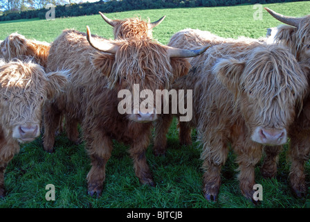 Close up Highland cattle taureaux looking at camera Banque D'Images