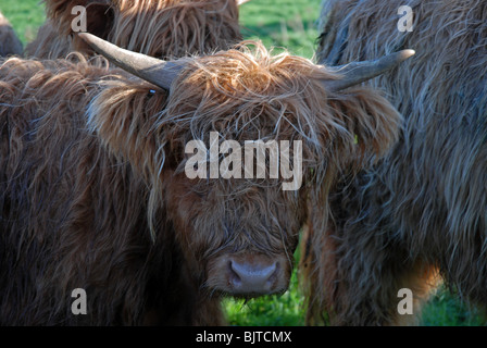 Close up taureau Highland cattle looking at camera Banque D'Images