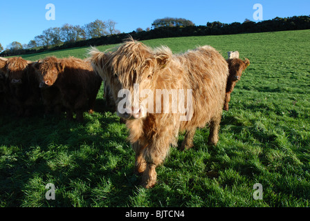 Close up taureau Highland cattle looking at camera Banque D'Images