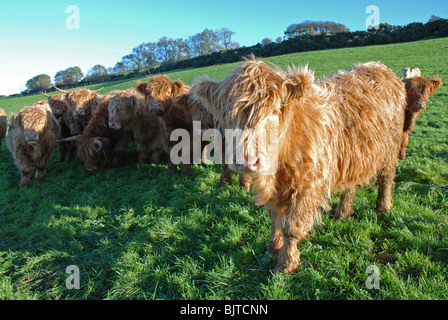 Close up taureau Highland cattle looking at camera Banque D'Images