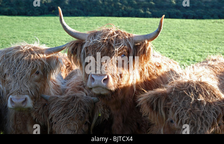 Close up Highland cattle taureaux looking at camera Banque D'Images