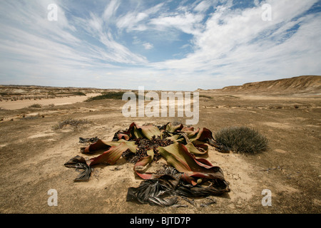 La Welwitschia mirabilis unique au désert Namibe peuvent vivre pendant des milliers d'années. La province de Namibe, Angola Banque D'Images