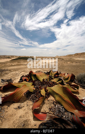 La Welwitschia mirabilis unique au désert Namibe peuvent vivre pendant des milliers d'années. La province de Namibe, Angola Banque D'Images