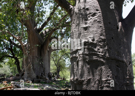 Baobabs, Calueque, province de Cunene, dans le sud de l'Angola, l'Afrique. © Zute et Demelza Lightfoot www.lightfootphoto.com Banque D'Images