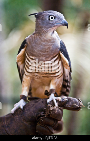 Le Pacifique baza ou hawk Aviceda subcristata à crête est commun à l'subcoastal les régions du nord de l'Australie Banque D'Images