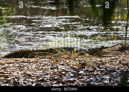 Crocodile d'eau douce Crocodylus johnstoni au territoire Wildlife Park Berry Springs, près de Darwin, Territoire du Nord Australie Banque D'Images