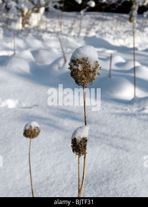 Poireau séché des fleurs dans le jardin de la neige en Angleterre Surrey Banque D'Images