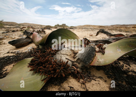 La Welwitschia mirabilis unique au désert Namibe peuvent vivre pendant des milliers d'années. La province de Namibe, Angola Banque D'Images