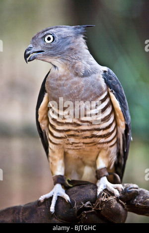 Le Pacifique baza ou hawk Aviceda subcristata à crête est commun à l'subcoastal les régions du nord de l'Australie Banque D'Images