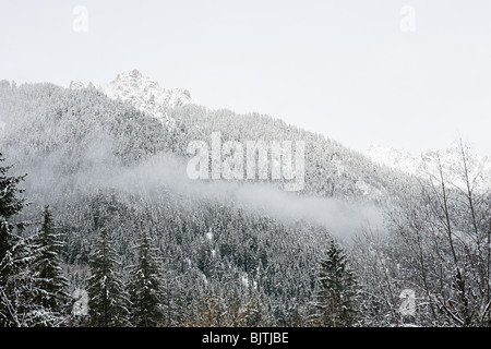 Arbres couverts de neige sur montagne Banque D'Images