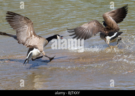 La bernache du Canada (Branta canadensis) combats. Banque D'Images