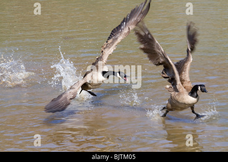 La chasse aux oies du Canada (Branta canadensis), Géorgie, États-Unis Banque D'Images