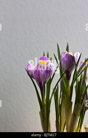 Purple crocus en pot plante sur fond blanc tacheté. Charles Lupica Banque D'Images