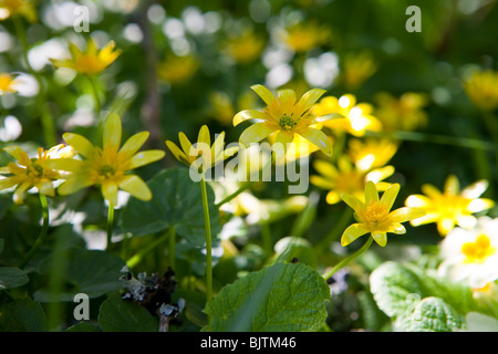 Chélidoine (Ranunculus ficaria) Banque D'Images