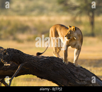 Lionne sur tronc d'arbre Banque D'Images