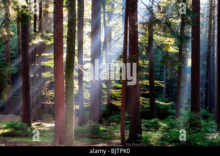 Forêt d'automne scène avec les rayons du soleil brillant à travers les branches Banque D'Images