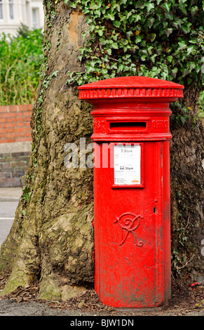 Rare petite boîte aux lettres rouge UK avec de très vieux arbre qui grandit autour de lui Banque D'Images