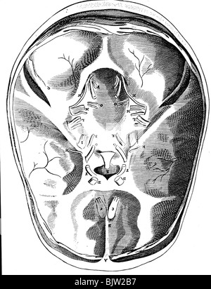 Médecine, anatomie, cerveau, base du crâne avec les nerfs du cerveau après Thomas Willis, vers 1680, Banque D'Images