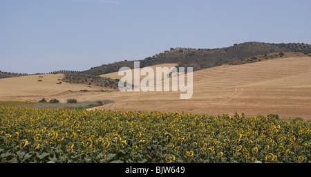 Champ de tournesol andalousie espagne Banque D'Images