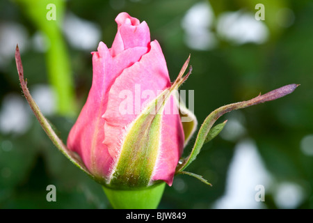 Bourgeon d'explosifs belle fleur rose Banque D'Images