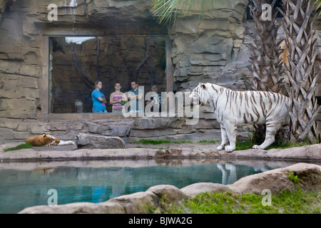 Les gens observant tigre du Bengale à Busch Gardens à Tampa en Floride Banque D'Images