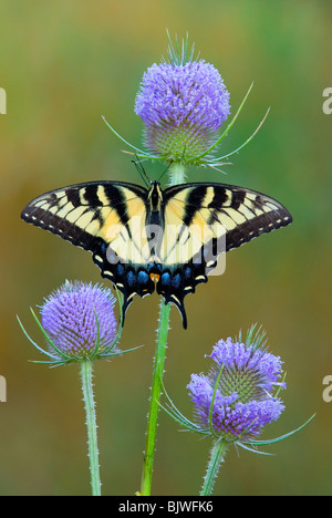 Eastern Tiger Swallowtail Butterfly Papilio glaucus sur Cardère Est des Etats-Unis, par aller Moody/Dembinsky Assoc Photo Banque D'Images