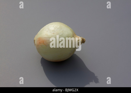 Oignon blanc, par Dembinsky Assoc Photo Banque D'Images