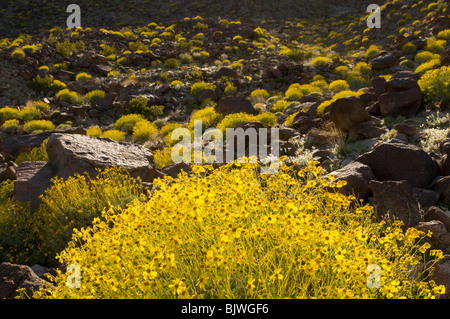 Brittlebush Encilia farinosa floraison dans les montagnes autour de la vallée de Coachella Californie Palm Springs Banque D'Images