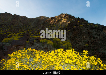 Brittlebush Encilia farinosa floraison dans les montagnes autour de la vallée de Coachella Californie Palm Springs Banque D'Images