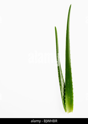 Plante d’Aloe Vera Banque D'Images