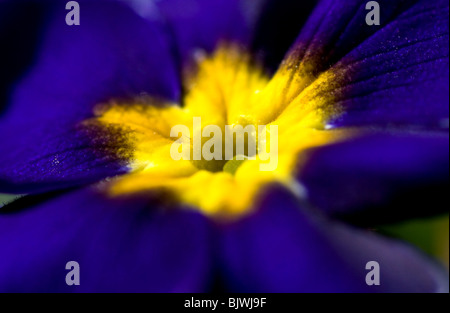 Deep purple - primrose close up du centre Banque D'Images