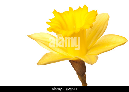 Fleur jonquille jaune isolé sur un fond blanc, pur Banque D'Images