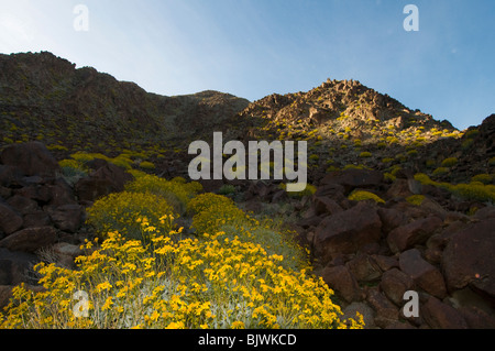 Brittlebush Encilia farinosa floraison dans les montagnes autour de la vallée de Coachella Californie Palm Springs Banque D'Images