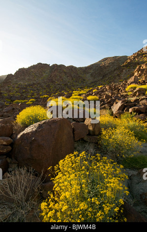 Brittlebush Encilia farinosa floraison dans les montagnes autour de la vallée de Coachella Californie Palm Springs Banque D'Images