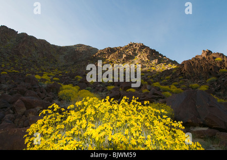 Brittlebush Encilia farinosa floraison dans les montagnes autour de la vallée de Coachella Californie Palm Springs Banque D'Images