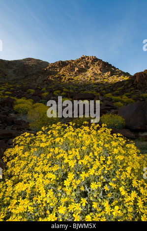 Brittlebush Encilia farinosa floraison dans les montagnes autour de la vallée de Coachella Californie Palm Springs Banque D'Images