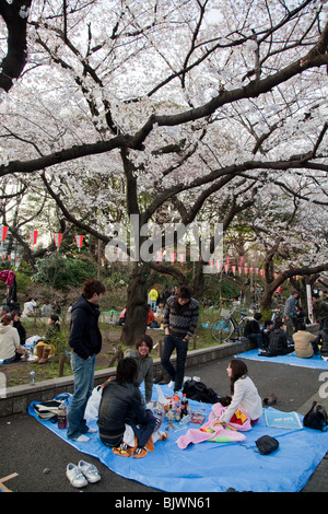 Le parc Ueno Sakura Hanami Banque D'Images