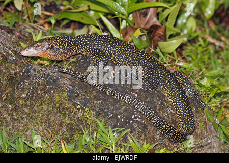 Les mangroves, Varan Goanna ou Varanus indicus, Uepi, Île, Îles Salomon Banque D'Images