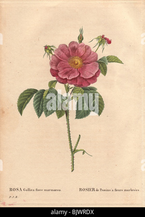 Marbré ou moucheté Provins rose, avec des fleurs rose foncé et de violet (Rosa Gallica flore marmoreo). Banque D'Images